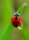 LadyBird آواتار ها
